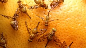 Are fruit flies a health code violation