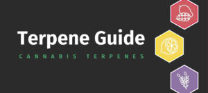 Which terpene is associated with respiratory health